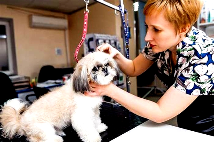 Artisanal Dog Grooming Nourishing Your Pet with Handcrafted Care