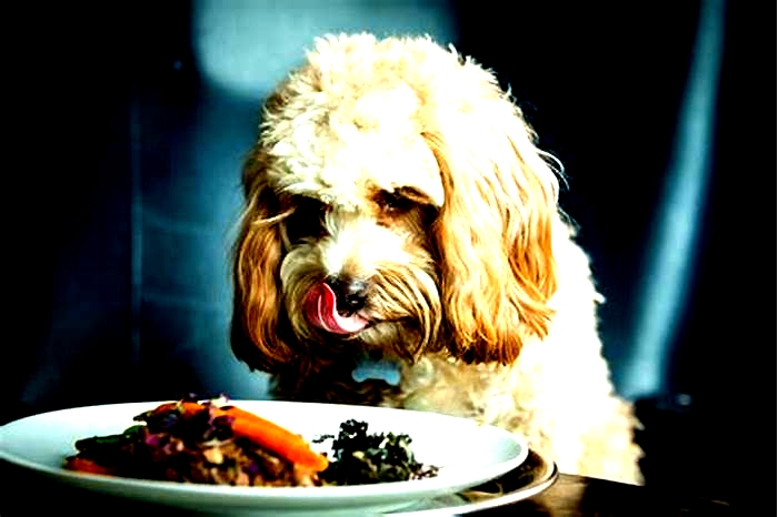 Artisanal Dog Meals: Elevating Your Pet's Dining Experience