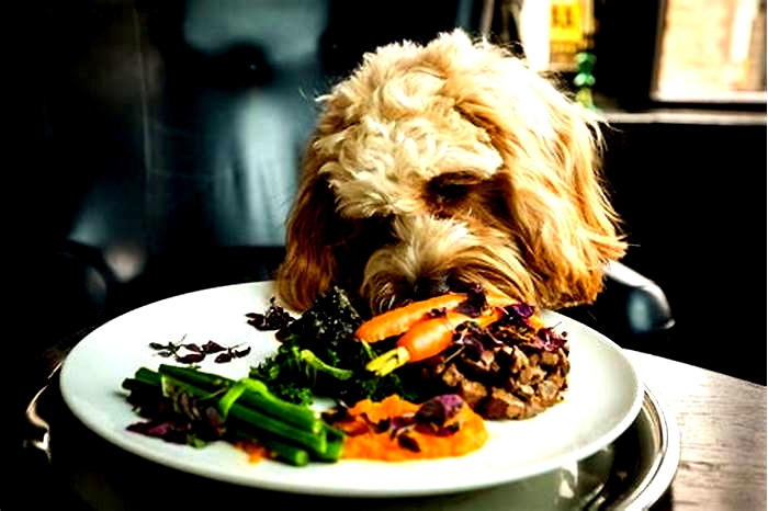 Artisanal Pet Meals Elevating Your Dog s Dining Experience