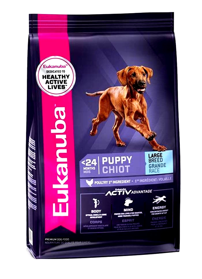 Big Dreams, Big Nutrition: Why Eukanuba's Large Breed Puppy Formulas Are Leading the Pack