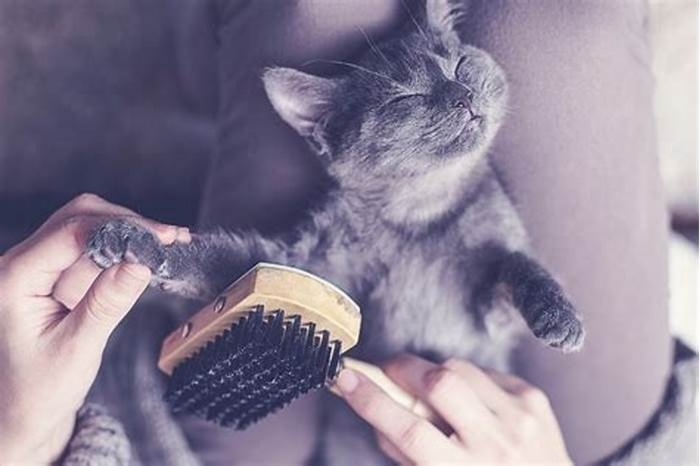 Cat Care Essentials Exploring Hairball Control Treatments