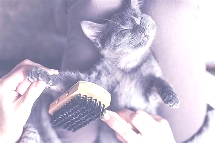 Cat Care Essentials: Understanding Hairball Control Treatments