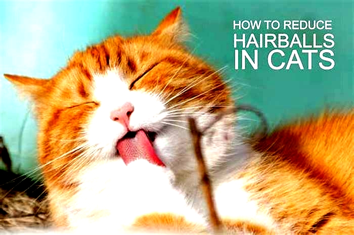 Cat Care Managing Hairballs with Effective Control Solutions