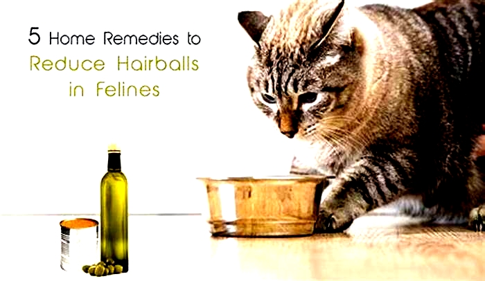 Cat Health Essentials: Understanding Hairball Control Treatments