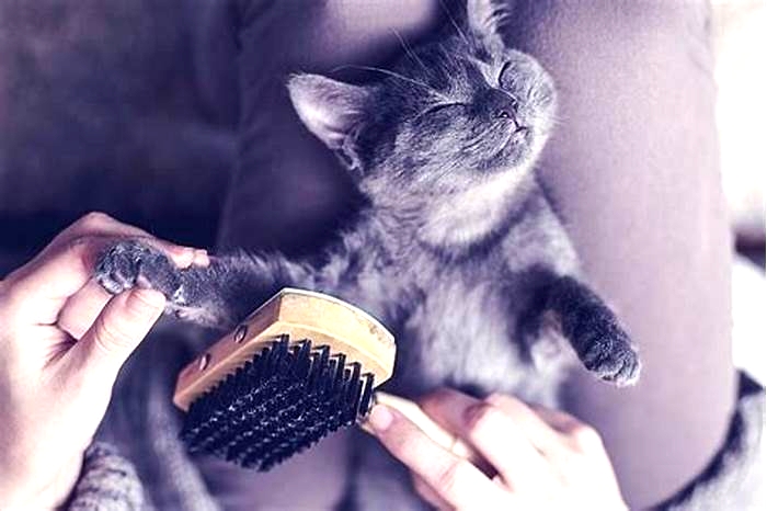 Cat Health Understanding Hairball Control Treats and Their Importance