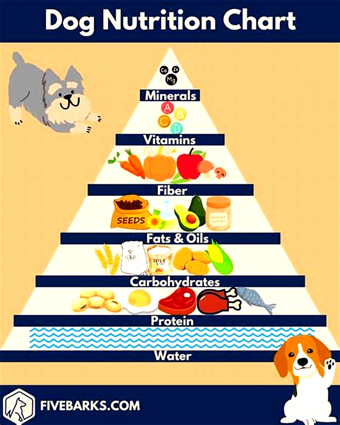 Curated Canine Diets Crafting Custom Nutrition Plans for Dogs