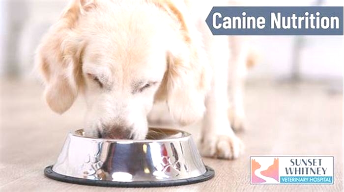 Curated Canine Nutrition: Providing Your Dog with Specialty Diets