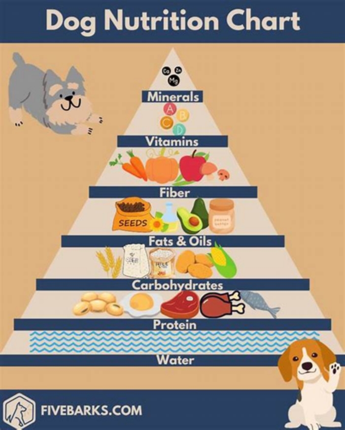 Custom Canine Diets: Crafting Tailored Nutrition Plans for Dogs