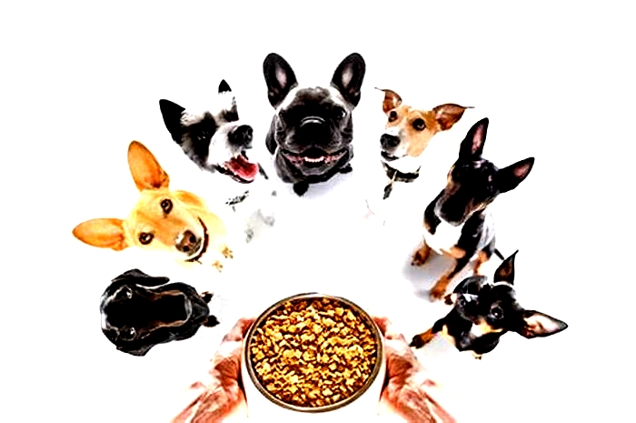 Customized Canine Fare Tailoring Diets for Optimal Health