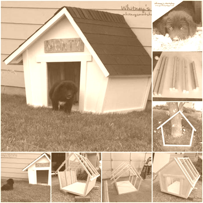 Customized Canine Houses: Crafting Houses to Suit Your Pet's Tastes