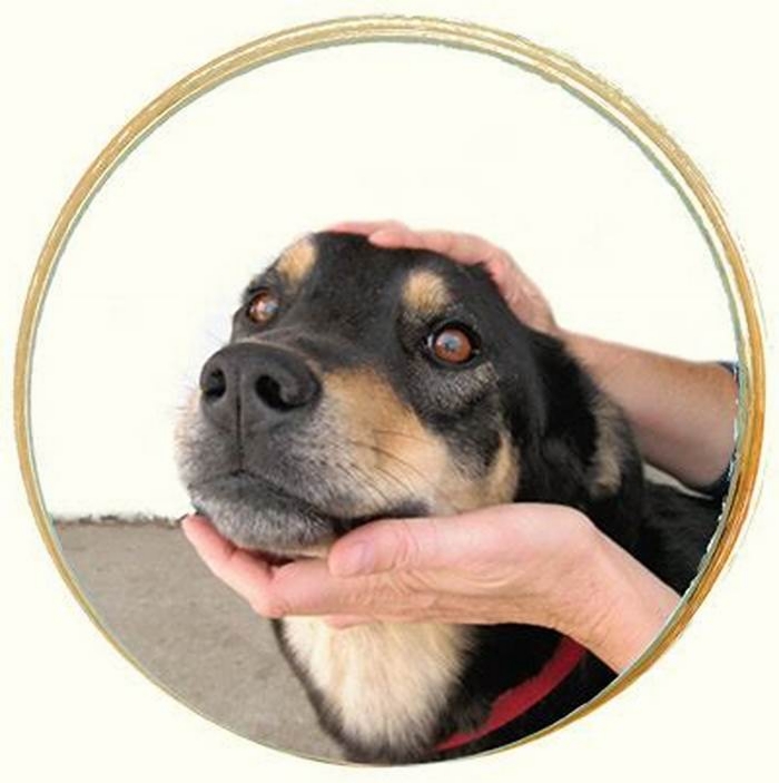 Customized Canine Treatments Crafting Treatments to Suit Your Pet s Tastes