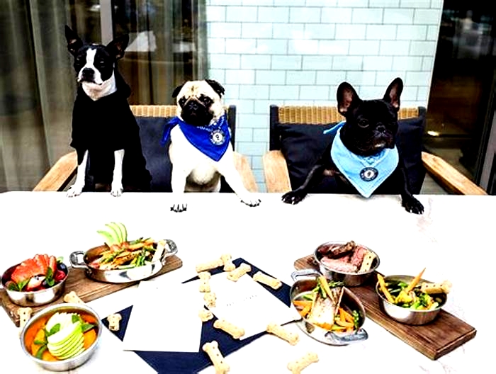 Designer Dog Meals: Elevating Your Pet's Dining Experience