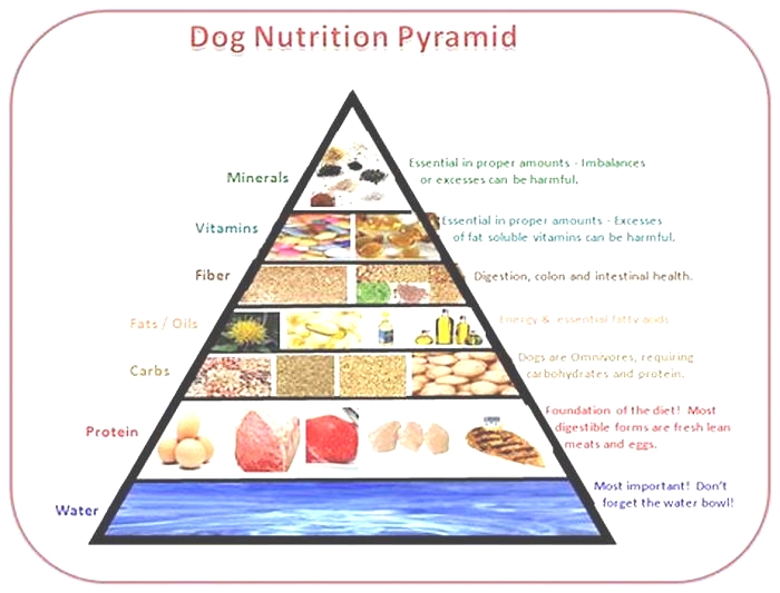 Elevate Your Dog's Diet: Discovering the Benefits of Gain Pet Food