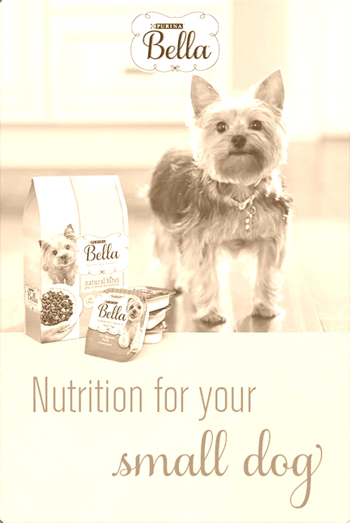 Elevate Your Dog s Diet Exploring the Benefits of Bella Pet Food