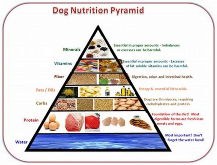 Elevate Your Dog s Diet The Benefits of Incorporating Gain Pet Food