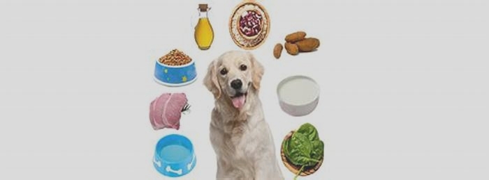 Elevating Your Dog s Health Exploring the Nutritional Value of Gain Dog Food