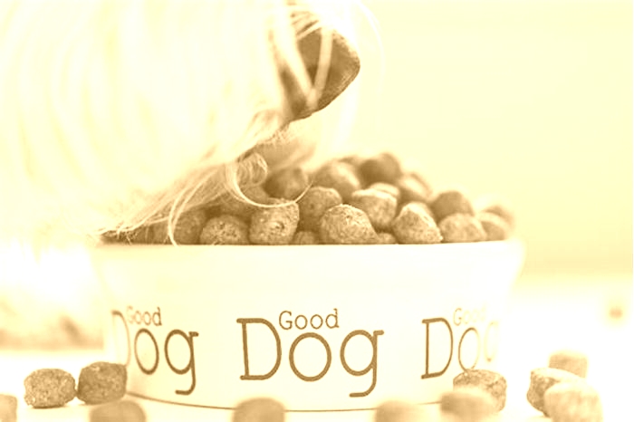 Elevating Your Dog s Nutrition The Power of Gain Dog Food