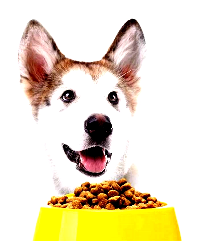 Elevating Your Dog's Nutrition: Understanding the Importance of Gain Pet Food