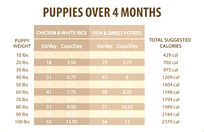 eukanuba puppy medium breed feeding chart