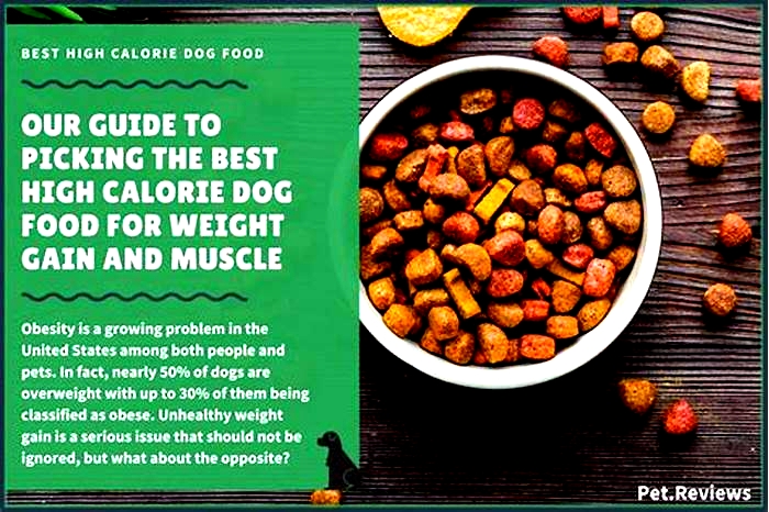 Exploring the Science Behind Gain Dog Food: What Makes It So Effective?