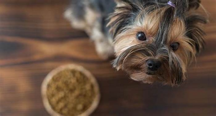 From Puppies to Seniors: How Bella Pet Food Meets Every Canine's Needs