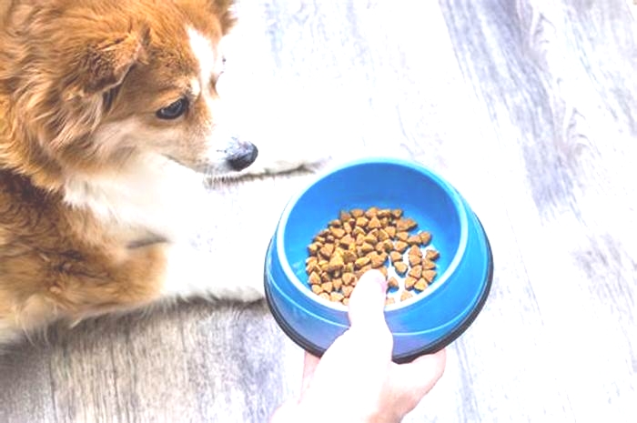 From Puppies to Seniors: How Gain Dog Food Meets Every Canine's Needs