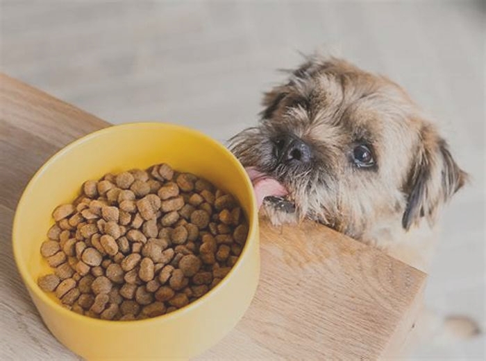 Fueling Canine Happiness Exploring the Impact of Gain Pet Food