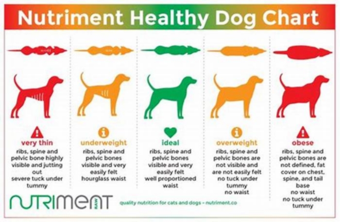 Fueling Canine Vitality Understanding the Nutritional Value of Gain Dog Food