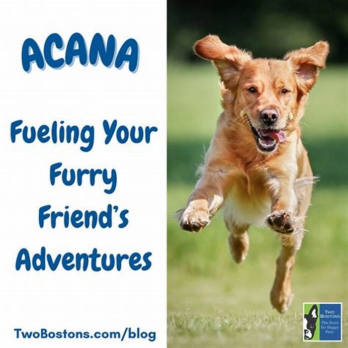 Fueling Your Furry Friend s Adventures The Power of Bella Pet Food