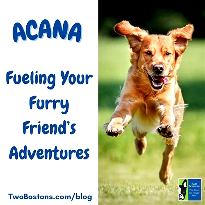 Fueling Your Furry Friend's Adventures: The Power of Gain Pet Food