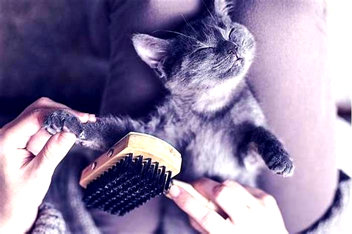 Fur Free Living The Power of Hairball Control Treatments for Cats