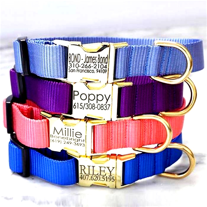 Gourmet Dog Collars: Elevating Your Pet's Style Experience