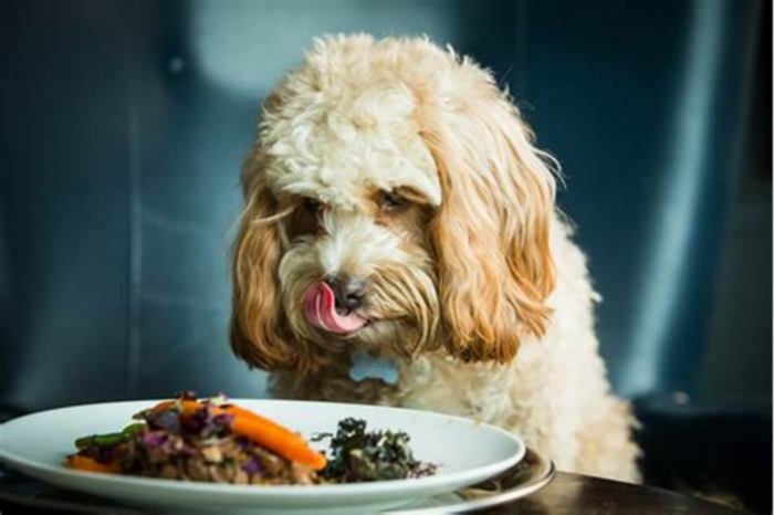 Gourmet Dog Fare Treating Your Pet to Exceptional Dining