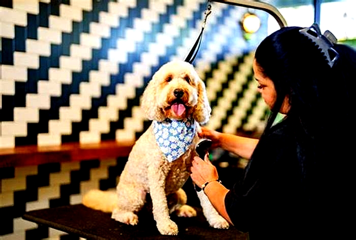 Gourmet Dog Grooming: Elevating Your Pet's Spa Experience