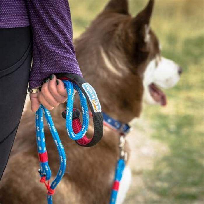 Gourmet Dog Leashes Elevating Your Pet s Walk Experience