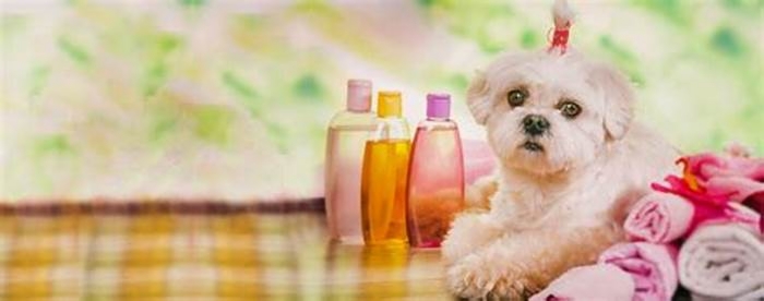 Gourmet Dog Treatments Elevating Your Pet s Wellness Experience