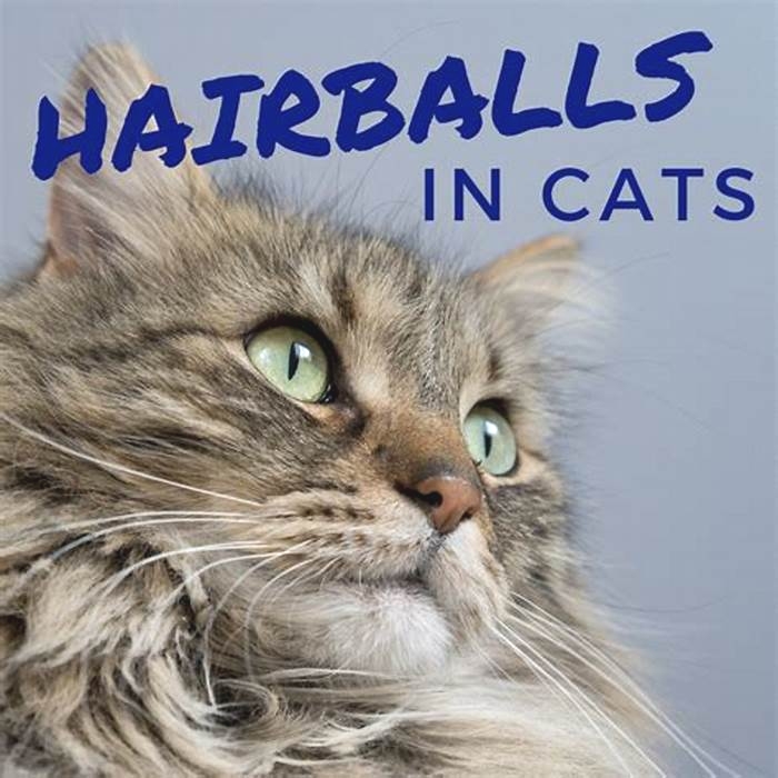 Keeping Kitty Content Understanding Hairball Control Treatments