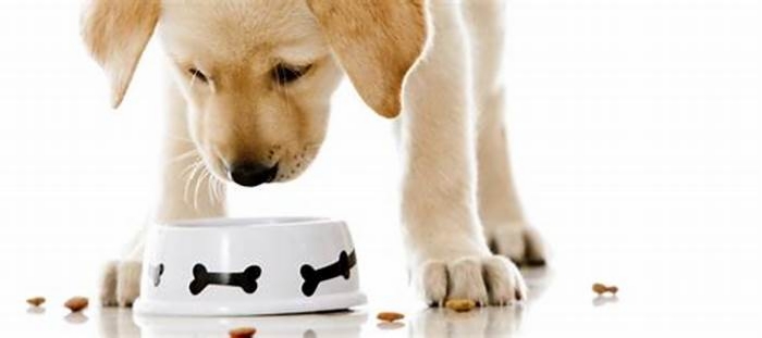 Maximizing Canine Happiness: The Benefits of Choosing Gain Pet Food