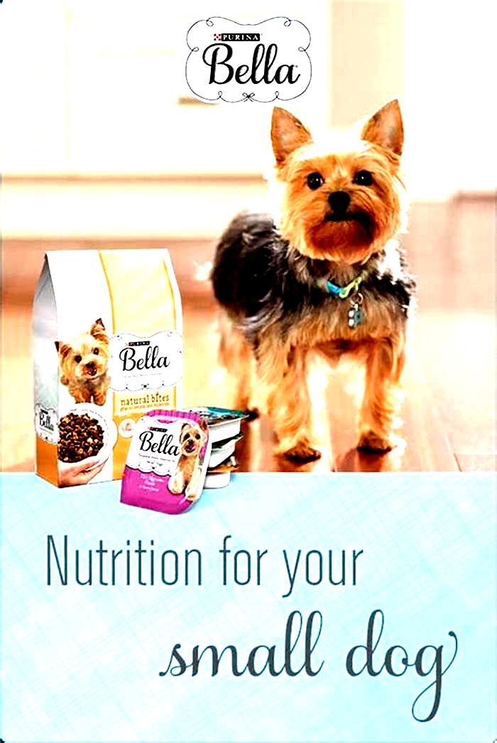 Maximizing Your Dog s Health The Benefits of Choosing Bella Pet Food