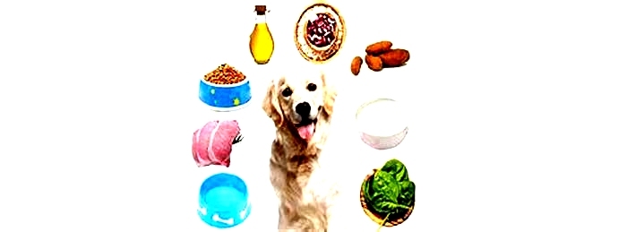 Maximizing Your Dog's Health: Understanding the Nutritional Value of Gain Dog Food