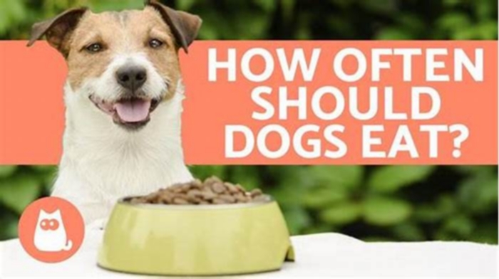 Nourishing Your Dog s Body and Soul The Benefits of Gain Dog Food