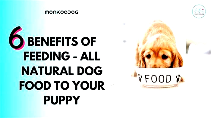 Nourishing Your Pet Inside and Out Exploring the Benefits of Gain Dog Food