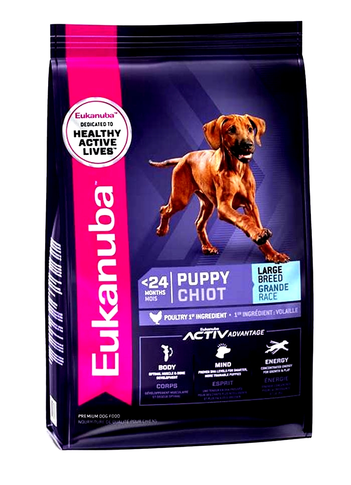 Pawsitively Healthy How Eukanuba s Large Breed Puppy Nutrition Contributes to Canine Wellness