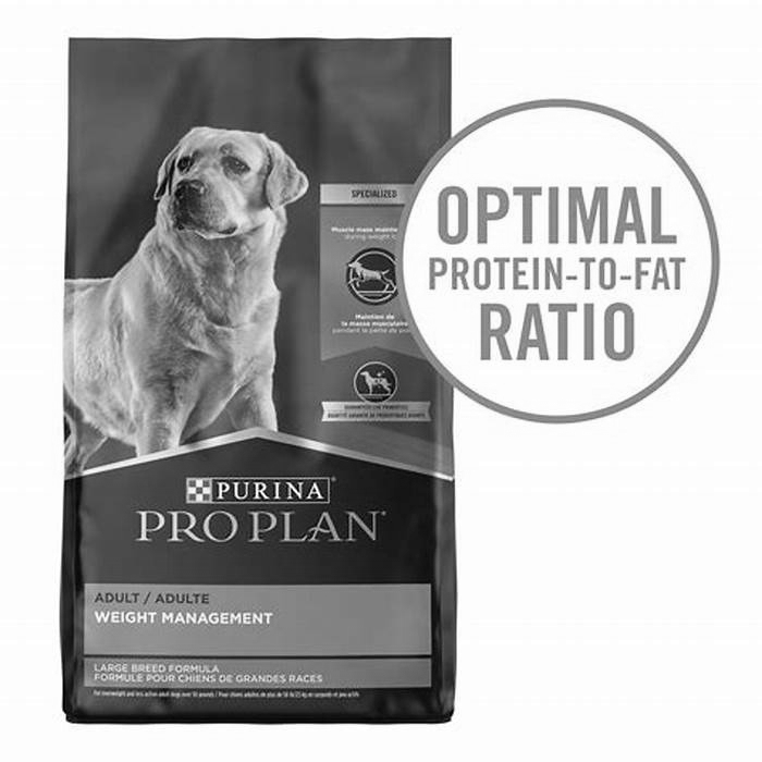 Personalized Dog Meals Crafting Nutrition Plans for Your Furry Friend