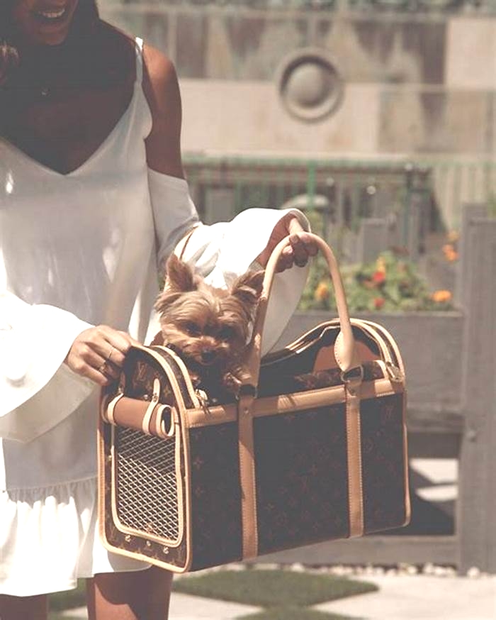 Premium Pet Accessories Treating Your Furry Friend to Luxurious Style