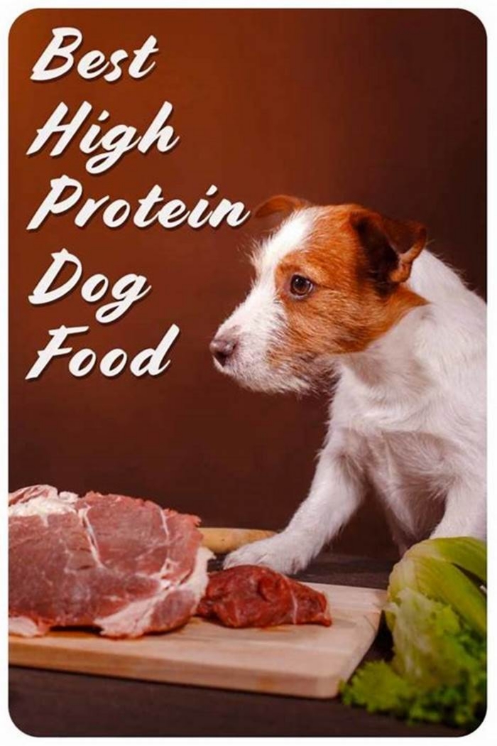 Premium Pet Care Understanding the Importance of Gain Dog Food