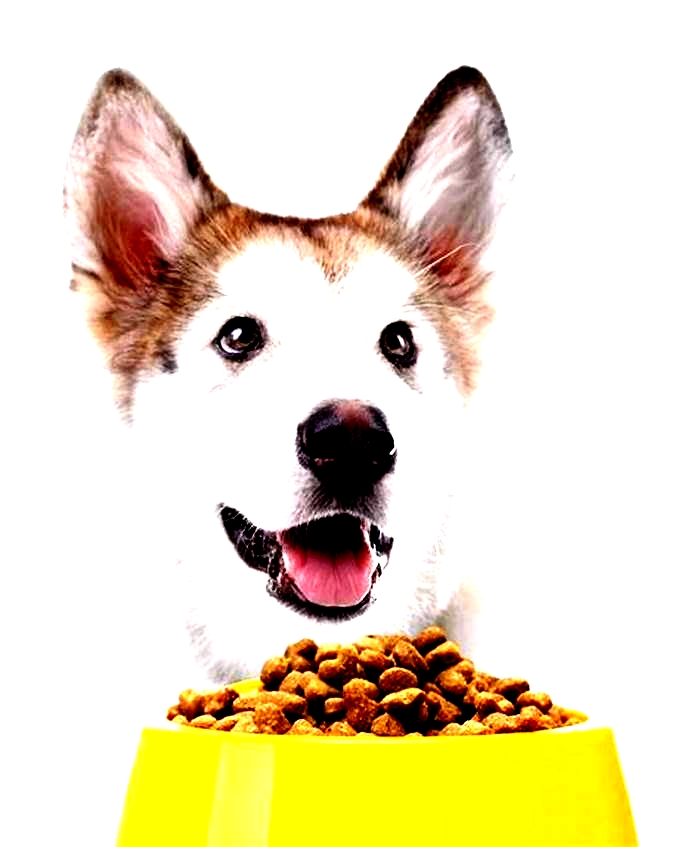 Premium Pet Nutrition Investing in Your Dog s Long Term Well Being