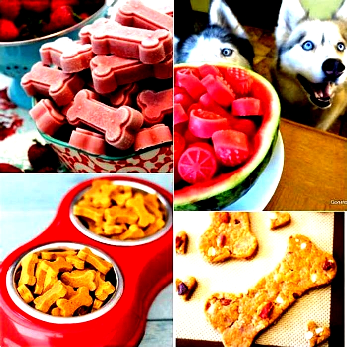 Premium Pet Snacks Treating Your Furry Friend to Luxurious Treats