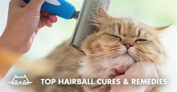 Say Goodbye to Hairball Drama: Effective Hairball Control Treatments