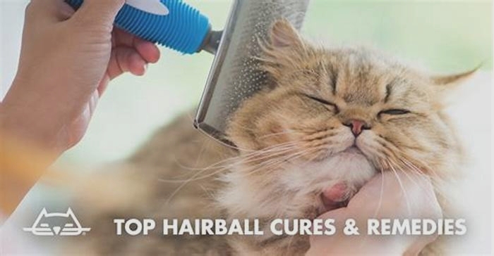 Say Goodbye to Hairball Worries: Effective Hairball Control Treatments